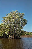 Tonle Sap - Kampong Phluk - Flooded mangrove forest